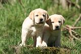 LABRADOR 1160